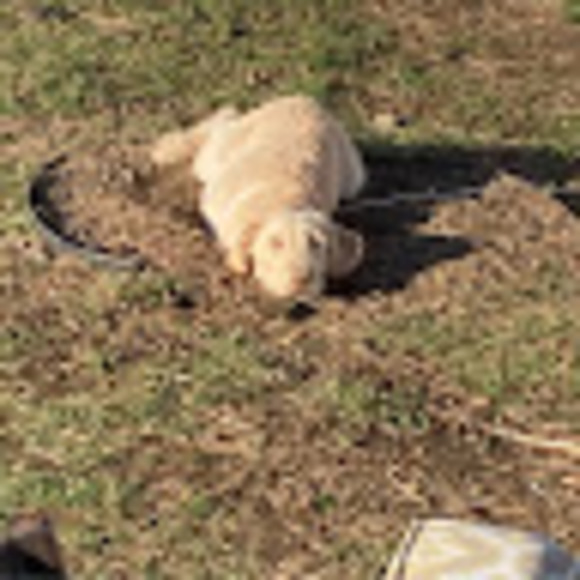 Meet your Posher, Angela - Picture 1 of 1